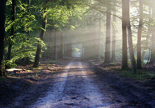 verlassener Weg durch den Wald