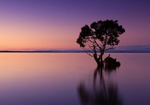 Baum ragt aus dem Wasser