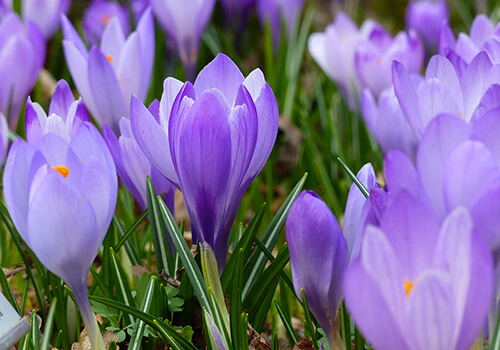 lila Blumen auf einer Wiese